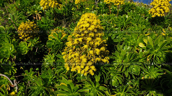 Суккулентное растение Эониум древовидный (лат. Aeonium arboreum) в дикой природе. Остров Маноэль. Гзира. Мальта (2023 год). Стоковое фото, фотограф lana1501 / Фотобанк Лори