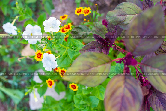 Summer flower garden in the garden. Flowers coreopsis, petunia and vegetable amaranth. Growing and caring for plants. Стоковое фото, фотограф Коханова Наталья / Фотобанк Лори