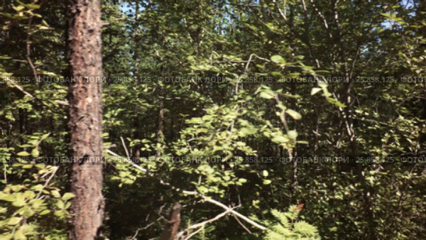 Summer impassable taiga in Klyuchevskoy Nature Park (2017 год). Редакционное видео, видеограф Юлия Машкова / Фотобанк Лори