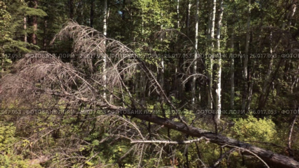 Summer impassable taiga in Klyuchevskoy Nature Park stock footage video (2017 год). Редакционное видео, видеограф Юлия Машкова / Фотобанк Лори