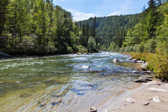 Summer landscape of mountain river with sandy beach, clear blue transparent water and green forest along banks on sunny day. Natural background. Ukhgun river, Nilovka, Tunka, Buryatia, Baikal region. Стоковое фото, фотограф Виктория Катьянова / Фотобанк Лори