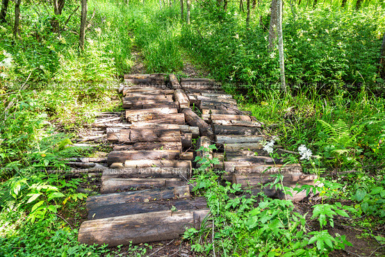 Summer sunny day in the green forest. Стоковое фото, фотограф FotograFF / Фотобанк Лори