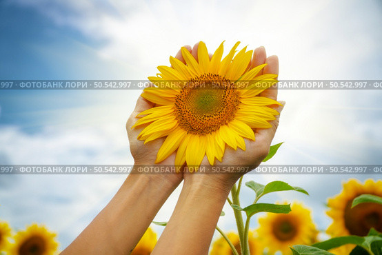 Sunflower in hands. Nature and care scene. Стоковое фото, агентство Ingram Publishing / Фотобанк Лори