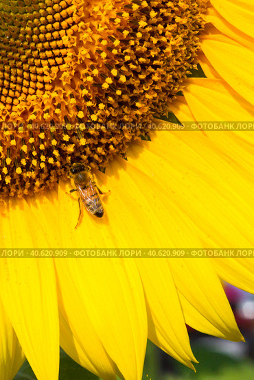 Sunflowers on the field ripen during the summer. Стоковое фото, фотограф Виктория Подгорная / Фотобанк Лори