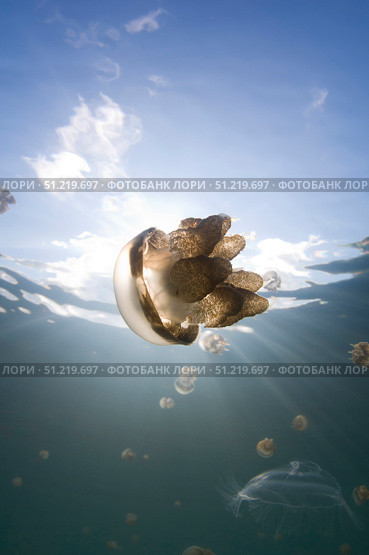Sunrays illuminate a jellyfish, Kakaban Island, Indonesia. VW Pics/Stocktrek Images/TASS. Стоковое фото, агентство ТАСС / Фотобанк Лори