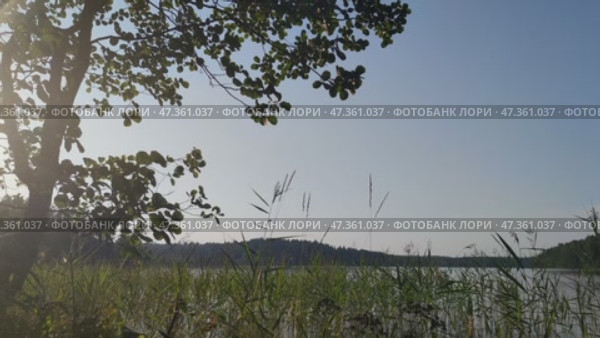 Sunset on a forest lake. Late summer evening. Small waves on the surface of the lake. The sky is clear and cloudless. A light wind sways the reeds and tree leaves. A forest grows on the other bank. Стоковое видео, видеограф Andrew_Swarga / Фотобанк Лори