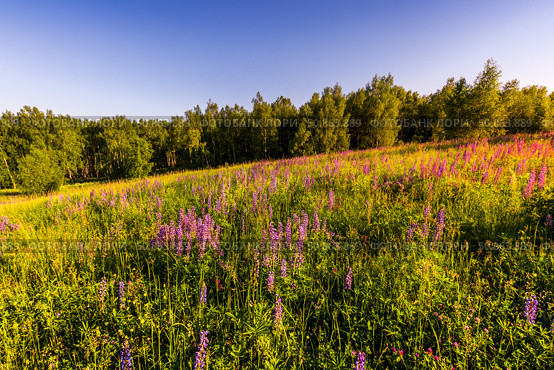 Sunset or dawn on a field with purple lupins, wild carnations and young birches in clear summer weather and a clear cloudless sky. Стоковое фото, фотограф Емельянов Евгений Викторович / Фотобанк Лори