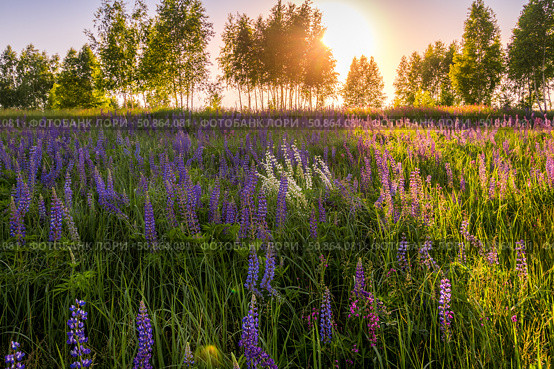 Sunset or dawn on a field with purple lupins, wild carnations and young birches in clear summer weather and a clear cloudless sky. Стоковое фото, фотограф Емельянов Евгений Викторович / Фотобанк Лори