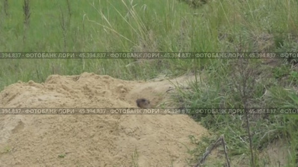 Сурок байбак или степной сурок Marmota bobak. Стоковое видео, видеограф Александр Мамонтов / Фотобанк Лори