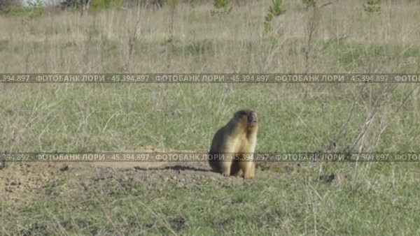 Сурок байбак или степной сурок Marmota bobak. Стоковое видео, видеограф Александр Мамонтов / Фотобанк Лори