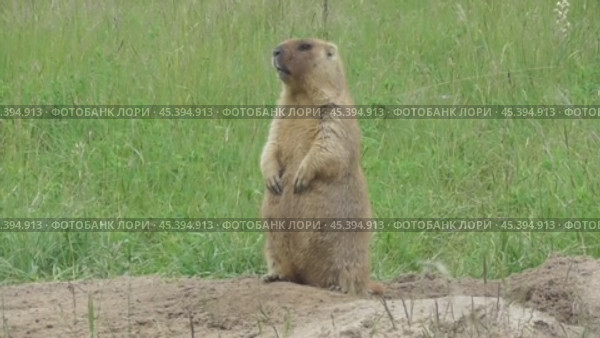Сурок байбак или степной сурок Marmota bobak. Стоковое видео, видеограф Александр Мамонтов / Фотобанк Лори