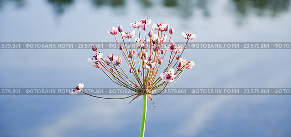 Сусак зонтичный (Butomus umbellatus) Стоковое фото, фотограф Алёшина Оксана / Фотобанк Лори