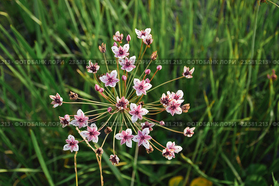 Сусак зонтичный (Butomus umbellatus) Стоковое фото, фотограф Алёшина Оксана / Фотобанк Лори