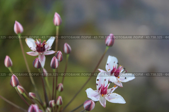 Сусак зонтичный (Butomus umbellatus) Стоковое фото, фотограф Александра Трошина / Фотобанк Лори