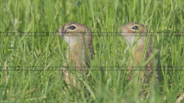 Суслик крапчатый, дикие животные в траве, Spermophilus suslicus. Стоковое видео, видеограф Дмитрий Якубович / Фотобанк Лори