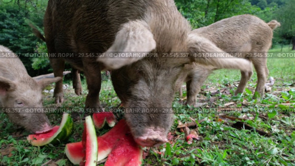 Свинья с поросятами поедают арбузные корки / Pig with her piglets are eating watermelon peels. Стоковое видео, видеограф Сергей Пристяжнюк (Serg Zastavkin) / Фотобанк Лори