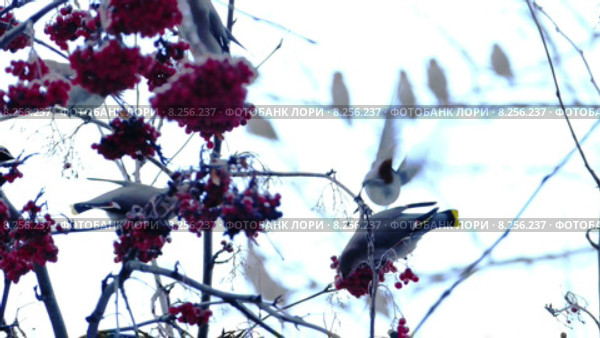 Свиристель (Bombycilla Garrulus), птицы едят ягоды рябины зимой. Стоковое видео, видеограф Павел С. / Фотобанк Лори