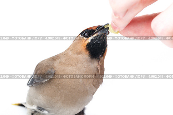 Свиристель, Bombycilla garrulus, Waxwing. Стоковое фото, фотограф Василий Вишневский / Фотобанк Лори