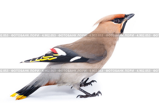 Свиристель, Bombycilla garrulus, Waxwing. Стоковое фото, фотограф Василий Вишневский / Фотобанк Лори