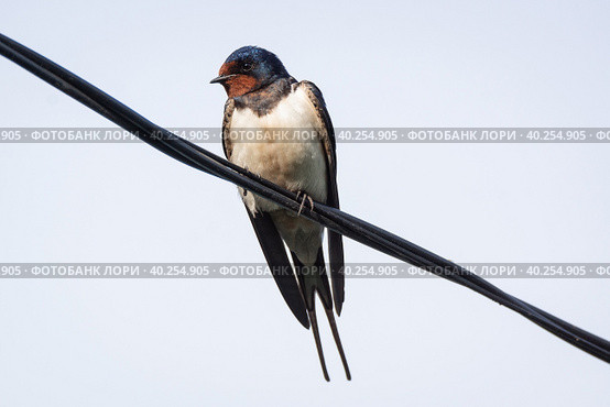 Swallow on the electric wire. Стоковое фото, фотограф Корнеев Вячеслав / Фотобанк Лори