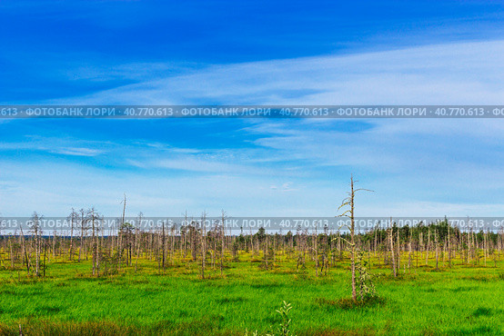 Swamp and forest. Стоковое фото, фотограф Алексей Яговкин / Фотобанк Лори
