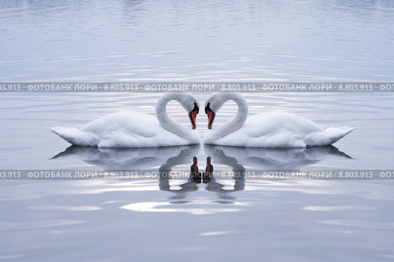 Swans Heart in the Calm Morning Lake. Стоковое фото, фотограф Miroslav Beneda / Smarterpix / Фотобанк Лори