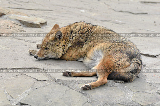 Sweet Dreams. Golden jackal (Canis aureus) sleeping. Стоковое фото, фотограф Валерия Попова / Фотобанк Лори