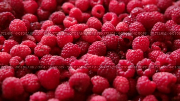 Sweet raspberry background. Full frame of fresh raspberries. Red ripe berry photo wallpaper closeup. Juicy berries. Vegetarian, vegan raw food. Organic bio product. From farm to table. Fruit pattern. Стоковое видео, видеограф Марина Демидюк / Фотобанк Лори