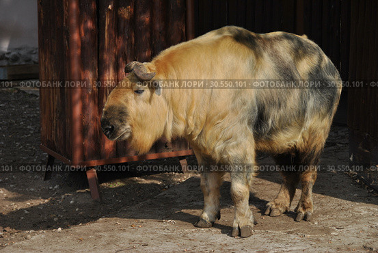 Сычуанский такин (лат. Budorcas taxicolor tibetana) (2014 год). Редакционное фото, фотограф lana1501 / Фотобанк Лори