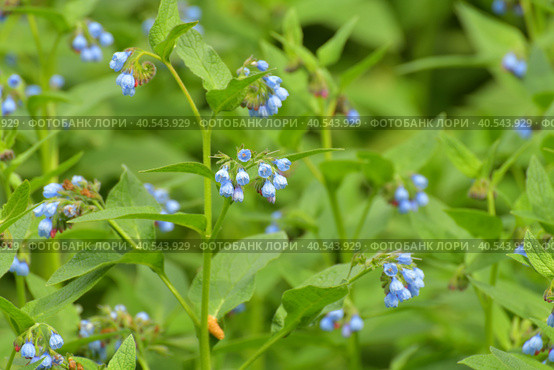 Symphytum is a medicinal perennial herbaceous plant. Стоковое фото, фотограф Володина Ольга / Фотобанк Лори