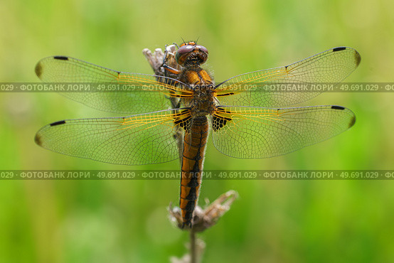 Sympétrum Sanguin (Sympetrum sanguineum) red dragonfly. Стоковое фото, фотограф Корнеев Вячеслав / Фотобанк Лори