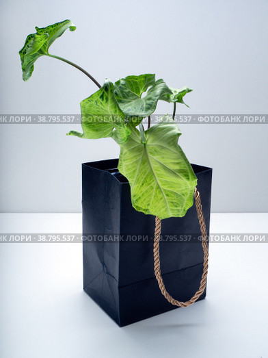 Syngonium Golden Venation is a genus of flowering plants. Стоковое фото, фотограф Эльвира Коломийцева / Фотобанк Лори