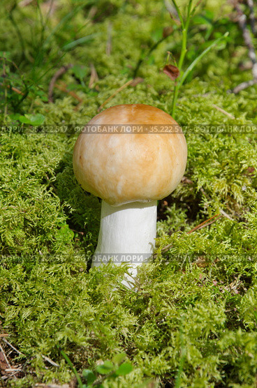 Сыроежка (лат. Russula) растет в лесу. Стоковое фото, фотограф Елена Коромыслова / Фотобанк Лори