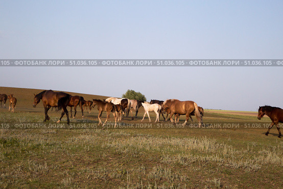 Табун возвращается с пастбища. Стоковое фото, фотограф Ольга Дубровская / Фотобанк Лори