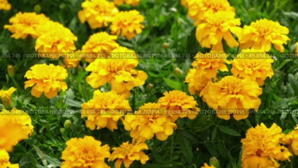 Tagetes. Marigold. Blooming orange-yellow flower heads and green leaves. Closeup of orange marigold flowers in full bloom and foliage. Garden nature background. Ornamental flowering plants. Flowerbed. Стоковое видео, видеограф Марина Демидюк / Фотобанк Лори