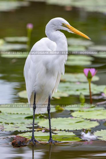 Таиланд. Као-Лак. Белая цапля на поверхности пруда. Thailand. Kao-Lak. A white heron on the surface of the pond. (2023 год). Стоковое фото, фотограф Алексей Смышляев / Фотобанк Лори