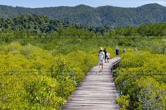 Таиланд. Ко Чанг. Заповедная зона - мангровый лес у деревни Salak Phet. Thailand. Koh Chang. The protected area is a mangrove forest near the village of Salak Phet. Стоковое фото, фотограф Алексей Смышляев / Фотобанк Лори