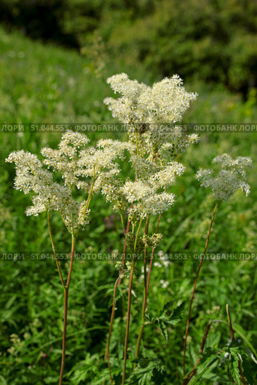 Таволга вязолистная (лабазник). Цветущее растение (Filipendula ulmaria) Стоковое фото, фотограф Александр Тараканов / Фотобанк Лори
