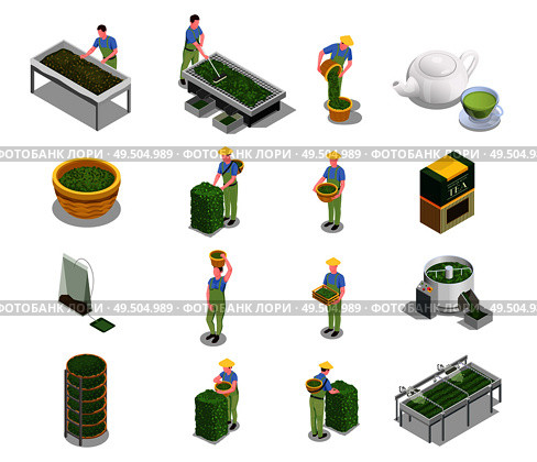 Tea industry production isometric icons set with harvesting leaves withering drying grading fermenting rolling brewing vector illustration. Стоковая иллюстрация, агентство Ingram Publishing / Фотобанк Лори