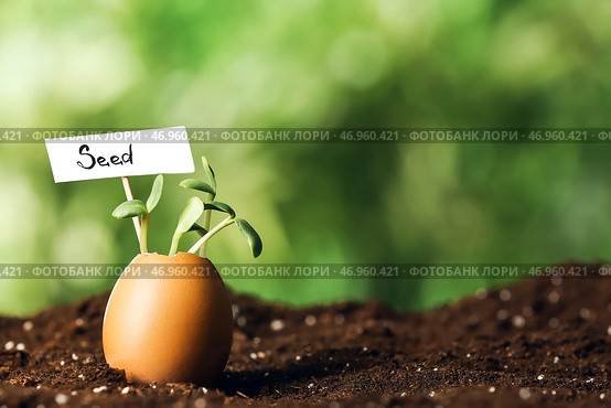Тег со словом SEED и молодые растения в яичной скорлупе на открытом воздухе. Стоковое фото, фотограф Pixel_shot / Фотобанк Лори