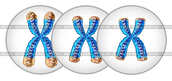 Telomere shortening aging concept and reduction of telomeres located on the end caps of a chromosome resulting in damaging DNA resulting in shorter life or short lifespan as a 3D illustration. Стоковое фото, агентство Ingram Publishing / Фотобанк Лори