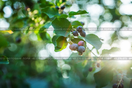 Темные спелые ягоды ирги (лат. Amelanchier). Плодовые деревья и кустарники. Малая глубина резкости. Стоковое фото, фотограф Андрей Пустякин / Фотобанк Лори