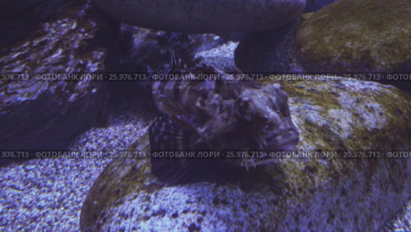 Tentacled flathead in saltwater aquarium stock footage video. Стоковое видео, видеограф Юлия Машкова / Фотобанк Лори