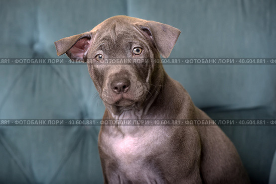 Thai gray ridgeback puppy. Стоковое фото, фотограф Анна Кривицкая / Фотобанк Лори
