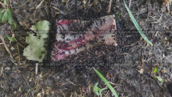 The ants found a bone with meat on the ground next to the anthill. They bite off pieces of meat and run home with their prey. The video shows pieces in the ants' jaws. Стоковое видео, видеограф Андрей Жигальцов / Фотобанк Лори