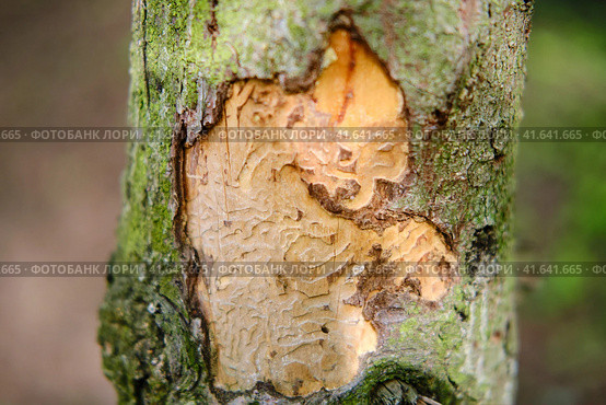 The bark of a tree eaten by a beetle against the background of a green forest. Стоковое фото, фотограф Андрей Журавлев / Фотобанк Лори