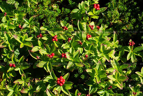 The berries on the Swedish deren bush grow in the tundra. Close-up of Cornus suecica berries. Стоковое фото, фотограф Глущенко Елена / Фотобанк Лори