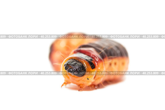The big red catterpillar of Goat Moth (Cossus cossus), isolated on white. Стоковое фото, фотограф Корнеев Вячеслав / Фотобанк Лори