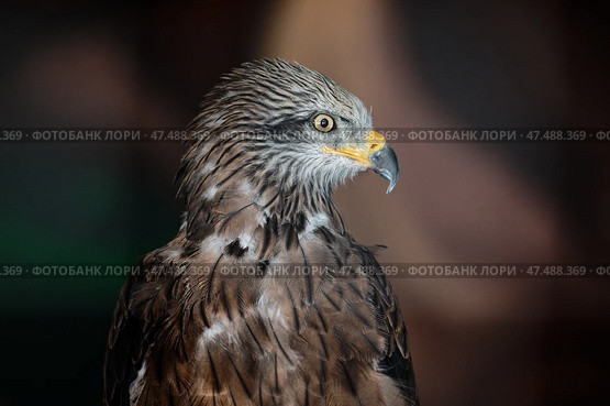 The black kite bird of prey, Milvus migrans, looks to the right while in the zoo enclosure. Стоковое фото, фотограф Екатерина Лызлова / Фотобанк Лори