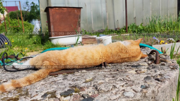 The cat is basking in the garden on a sunny day. Стоковое видео, видеограф Лилия Фролова / Фотобанк Лори